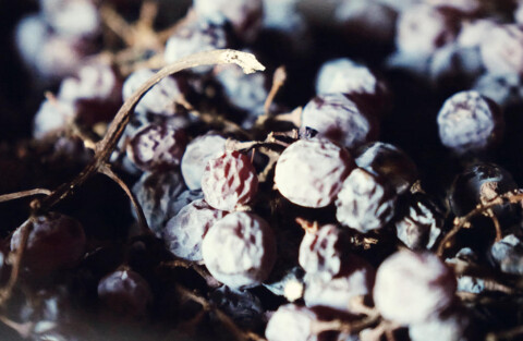 Appassimento gedroogde druiven