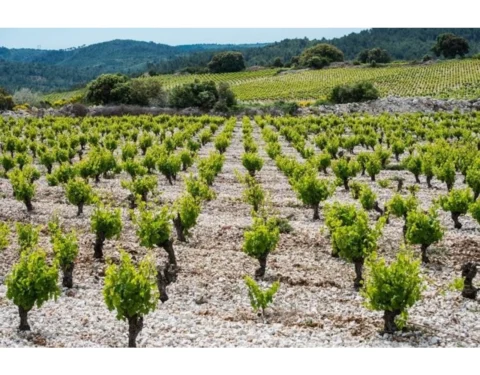 Calmel & Joseph Villa Blanche Chardonnay 2022