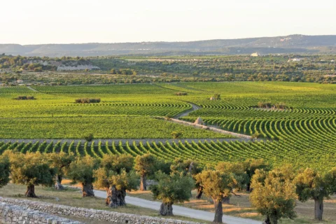 Wijngaarden in Puglia