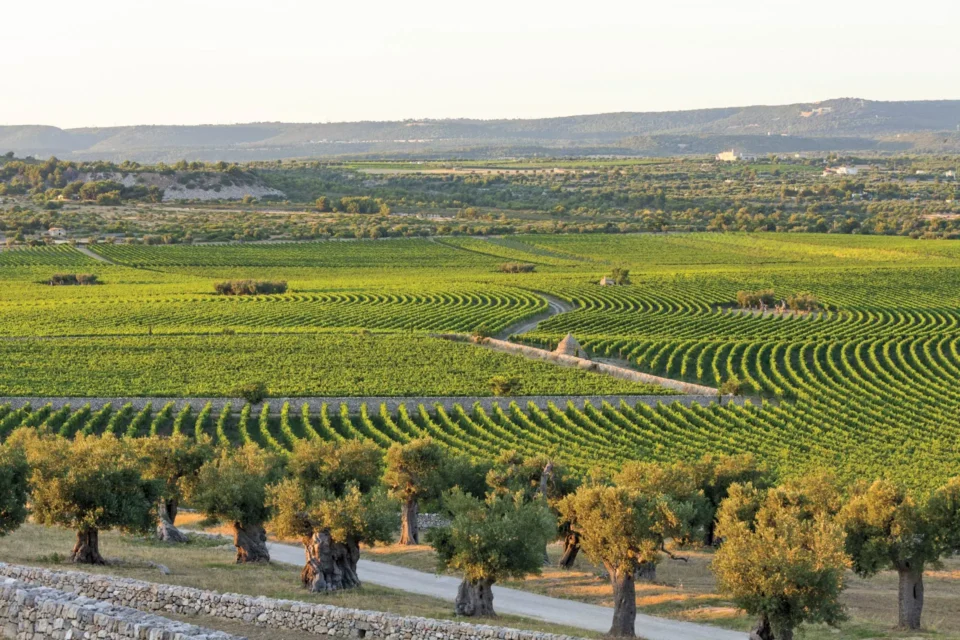 Wijngaarden in Puglia