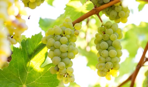 sauvignon blanc druiven